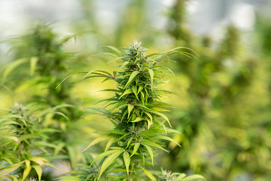 Cannabis, chanvre, CBD, THC… Quelles différences ?