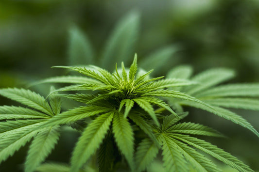 Tabac & CBD : un mariage heureux ?
